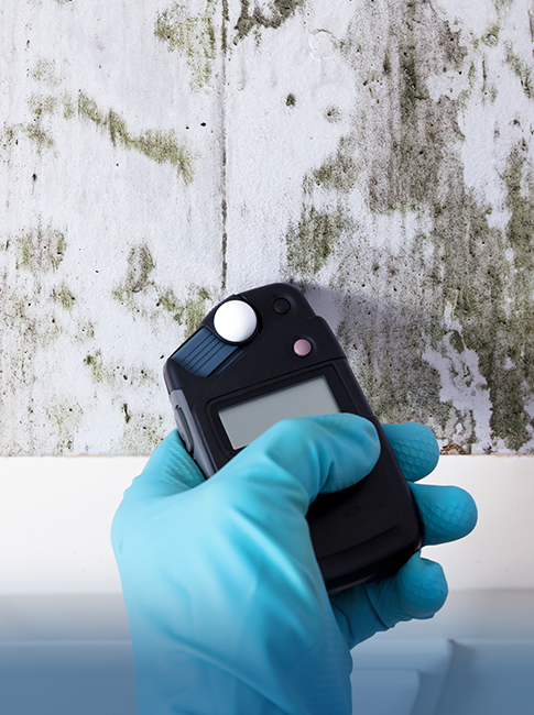 Mold inspection restoration service testing